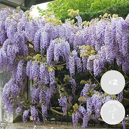 Bloomique - 2er-Set - Wisteria Sinensis Prolific - Blauregen Kletterpflanze - Blau - Kletterpflanzen - Gartenpflanzen - Winterhart - 50-70 cm Hoch - Topf 15 cm