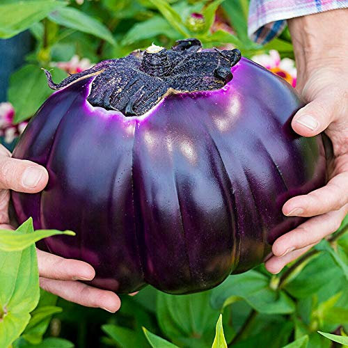 50 Seeds of Violetta di Firenze Aubergine