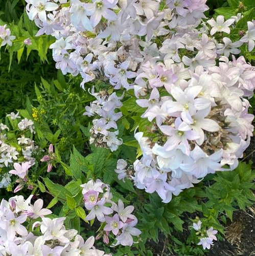 6 x Campanula Lactiflora 'Alba' - Perenni Vaso 9cm x 9cm