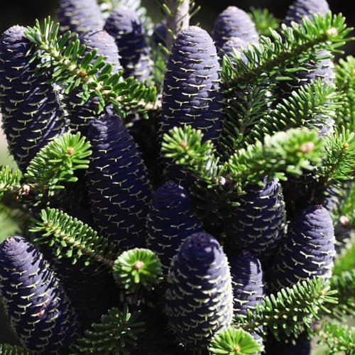 Korean Fir Tree - Abies Koreana - Evergreen Conifer with Enchanting Blue Cones - Year-Round Interest -Specimen Tree - 3X Bare Roots by Thompson & Morgan