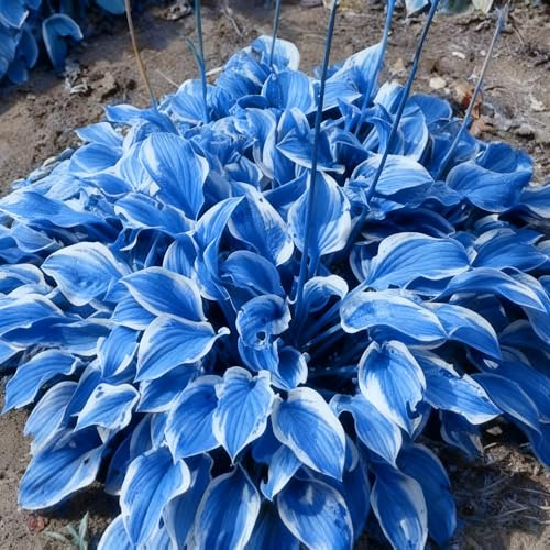 200+ Hosta Seeds for Planting, Mixed Color Perennial Hosta Seed, Attract Pollinators, Heirloom Non-GMO Hosta Seeds for Bonsai Decoration, Home Garden