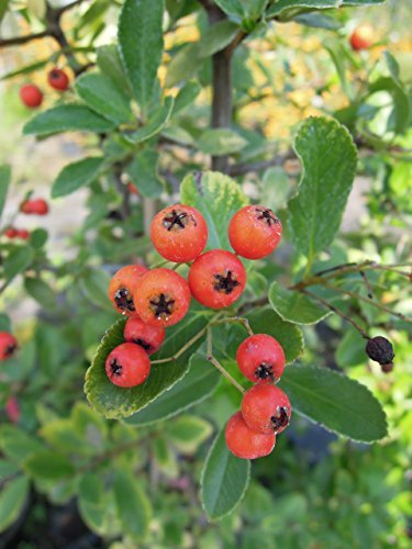 Feuerdorn Red Column 40-60 cm Strauch für Sonne-Halbschatten Heckenpflanze rote Früchte Gartenpflanze winterhart 1 Pflanze im Topf