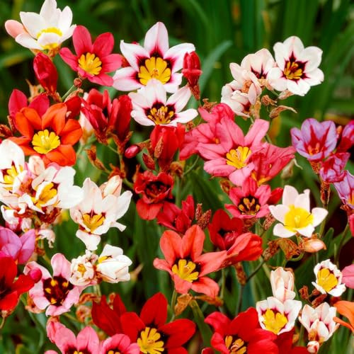 Sparaxis Tricolor Växtsamling - 50 Lökar - Blomsterlökar Mix av 3 Färger - Stora Härdiga och Fleråriga Perenner från Holland - Idealisk som Trädgård - Kruka - Inget Frö, Inte Konstgjord