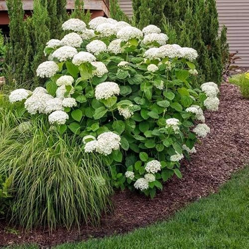 Brighter Blooms - Annabelle Hydrangea Shrub, 1 Quart - No Shipping to AK, AZ, HI