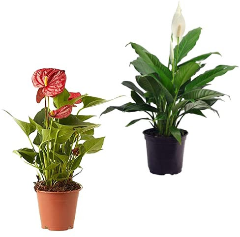 Spathiphyllum y Anthurium Plantas de Interior con Flores de Colores