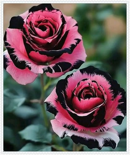 Rizomi di rosa resistenti, arbusti di rosa perenni, adatti per piantagioni all'aperto, elegante decorazione da giardino,arbusti di rose rari -1 rizoma