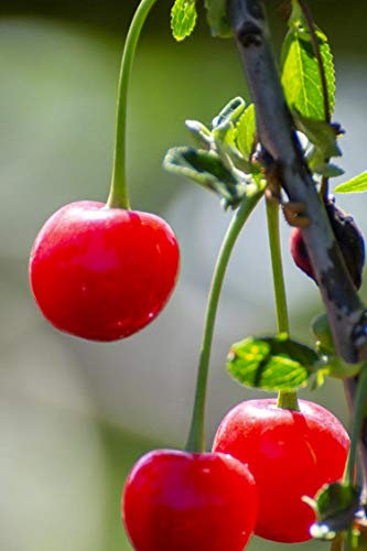 Albero di Amarena pianta di amarena varietà Di Castelnuovo Età 2 anni pianta vera di amarena in vaso venduta da eGarden.store