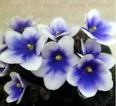 Nuevas semillas frescas de violeta africana 100 piezas