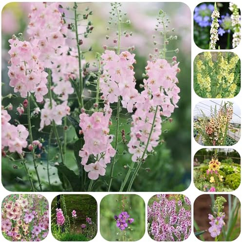 königskerze samen bio zimmerbonsai bonsai zimmerpflanzen gartenblumen mehrjährig winterhart winterfeste pflanzen für balkon balkonpflanzen bonsai topf kräutergarten gewächshaus balkon 550pcs