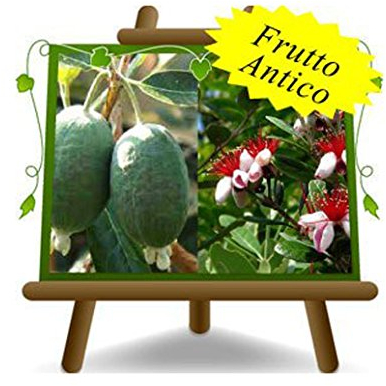 Feijoa Mammouth - ancienne plante fruitière - Arbre sur un pot de 26 - max 90 cm - 4 ans