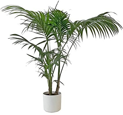 KENTIS - Howea Forsteriana Kentia - Palma - Piante da Interno Vere - Pianta Tropicale da Appartamento H 160-170 cm Vaso Ø 24 cm