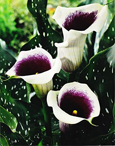 Calla Lily Bulbi Giocoso Carino Rizoma Balcone Charmful Charmful Floral Balcony-6 Lampadine, A