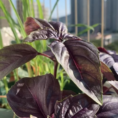 semillas de albahaca invernadero balcón en antiguas variedades raras hortícolas jardín rocas resistentes 800pcs