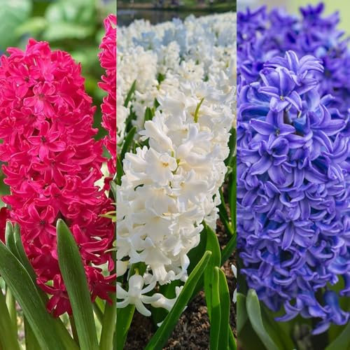 Carbeth Plants 15 x Hyacinth Spring Bulbs Traditional Mix