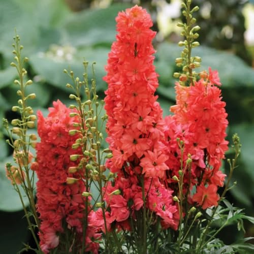 semi di delphinium - delphinium arredamento per soggiorno con letto rialzato delfinio ornamentali per luoghi soleggiati semi di da fiorito in 600semi