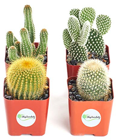Shop Succulents | Cool Cactus Collection of Live Succulent Plants, Hand Selected Variety Pack of Cacti | Collection of 4