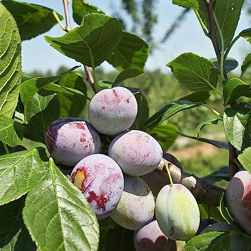 6 pcs pflaumenbaum winterhart samen, obstbäume baumsamen pflaumen bio pflaume, obst frisch hochbeet saatgut bonsai topf obstbäume kaufen büropflanzen winterharte kübelpflanzen