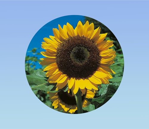 30 graines tournesol jaune géant - Sunflower Single Yellow Giant - taille 3 à 5 mètres