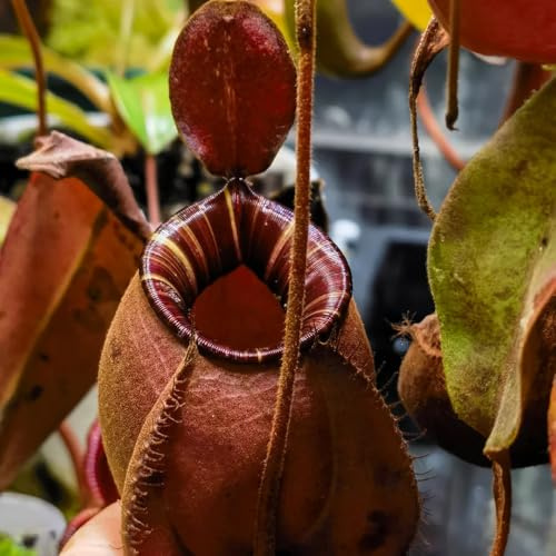 nepenthes-kannenpflanze fleischfressende, balkonpflanzen kletterpflanzen winterhart, bio zimmerpflanzen schattenpflanzen 200samen