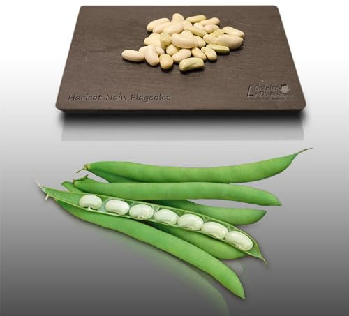 75 grammes de graines à semer - Le Grenier d'Abondance - HARICOT Nain flageolet - Phaseolus vulgaris