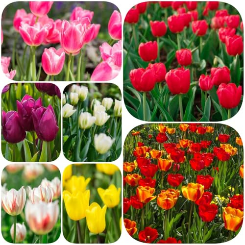 Bulbi di tulipano ornamentali del balcone, estivi varietà antiche biologiche rare rialzata di primaverili per i luoghi soleggiati 15pcs