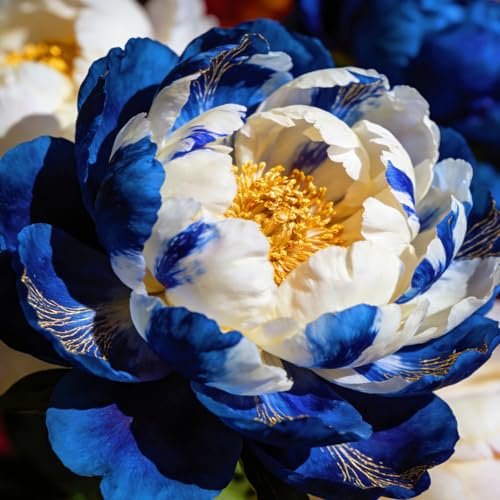 Peonia - Resistente al freddo, perenne, ricca di colori, facile da coltivare, ideale per l'arredo di balconi e giardini esterni.-1Rizomi-E