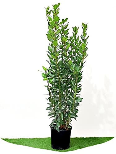 Garden Vivai Frediani Alloro, Pianta Vera Sempreverde della Famiglia delle Piante Aromatiche. per Siepi e Anche Come Piante Ornamentali. Vaso 28