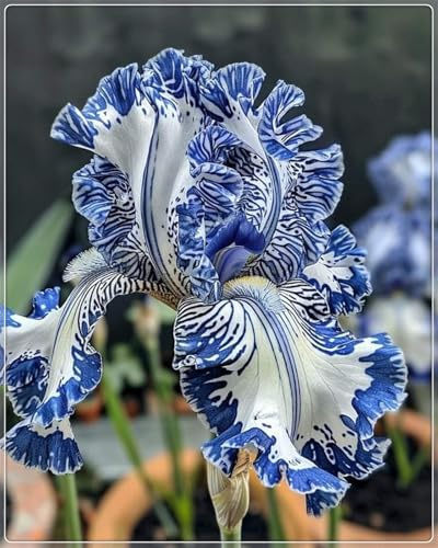 Ideal para Climas con Estaciones - Pétalos Sedosos y Multidimensionales - Bulbos de Iris - Iris bulbos-15 Bulbos-C