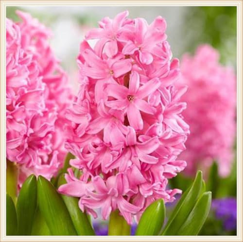 Hyazinthenzwiebel Winterhart MehrjäHrig,Hyazinthen Pflanzen Winterhart Hyazinthen Rhizome Hyazinthe Kaufen,Gärten Geschenk bereit MehrjäHrige Knollenpflanze Im Topf Pflanzen-2zwiebeln-c