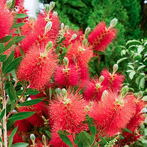 Callistemon citrinus - Crimson Bottlebrush | Evergreen Bushy Garden Plant in Pot