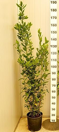 POWERS TO FLOWERS - LAURO, LAUROCERASO, PIANTA PER SIEPE, VASO 24CM DIAMETRO, ALTEZZA MINIMA 140CM, piante vere