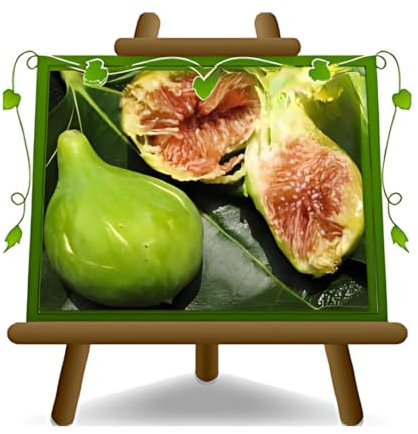 EURO PLANTS VIVAI Fico Dottato - Pianta da Frutto Antico su Vaso da 20 - Max 170 cm - 2 Anni