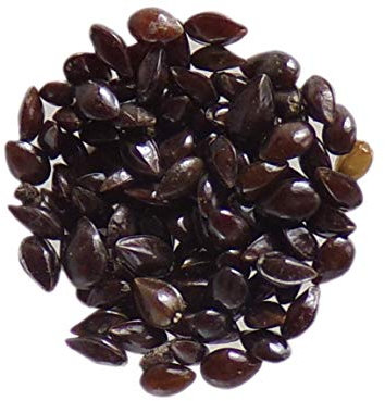 Myosotis Des Champs - Myosotis Arvensis - SEM05