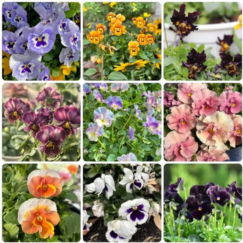 semi biologici di viola del pensiero resistenti all'esterno di viola del pensiero da giardino roccioso resistenti selvatici da balcone 25pcs
