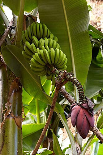 PlenTree 5 graines de Musa acuminata Banana exotique