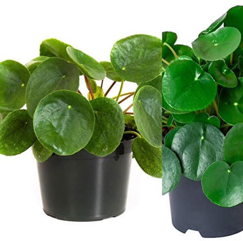 Pilea Peperomioides - Planta china de árbol de dinero, planta misionera, maceta de 8 cm