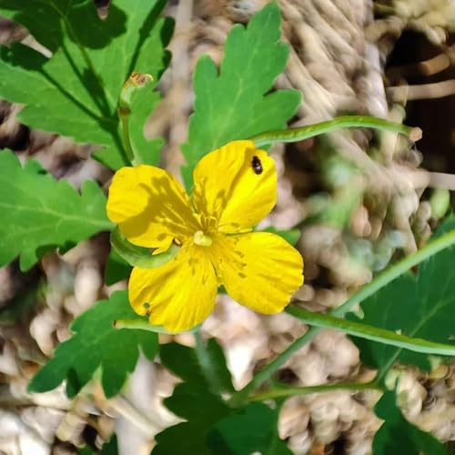 semi di celidonia biologici, prodotti sostenibili rare da giardino roccioso regali per gli amanti del giardino semi 200pcs