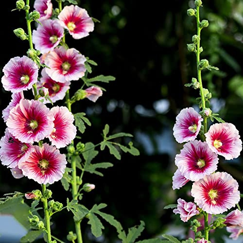 Semi di malvarosa, resistente giardino balcone esterno, aesotiche 900pcs
