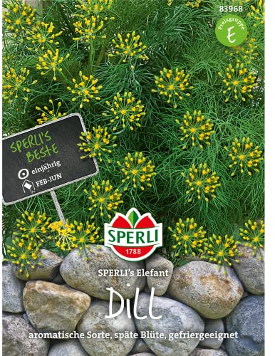 83968 Sperli Premium Dill Samen Elefant | Aromatisch | Späte Blüte | Dill Saat | Dill Saatgut | Kräuter Samen | Kräuter Saatgut
