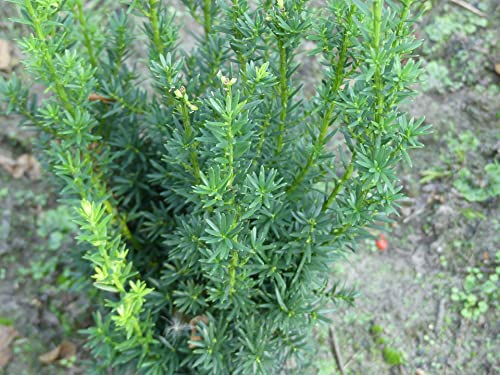 Taxus media Hillii - Becher-Eibe Hillii - 80-100