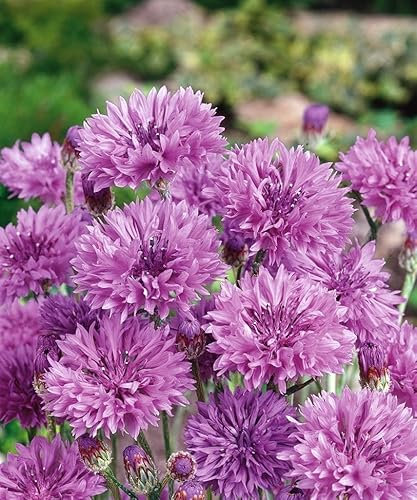 300 Graines de Centaurée Double Mauve Violet - Centaurea cyanus - Bleuet des champs MAUVE VIOLET - Fleur Jardin - 289