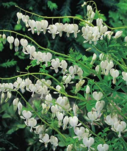 Tränendes Herz in weiß Dicentra Spectabilis Alba1 Wurzelstück Winterhart Staude