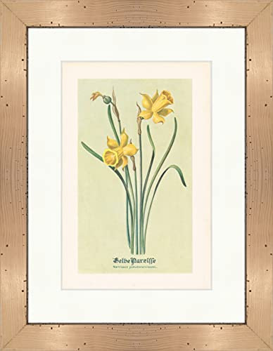 Biller Antik Narcisse jaune Narcissus pseudonarcissus L. Plantes médicinales Herbes médicinales 020 encadrée