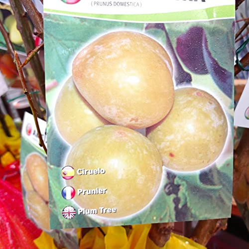 Árbol CIRUELA AMARILLA. Árbol de 2 años. En cepellón. 1,40 cm altura + ABONO