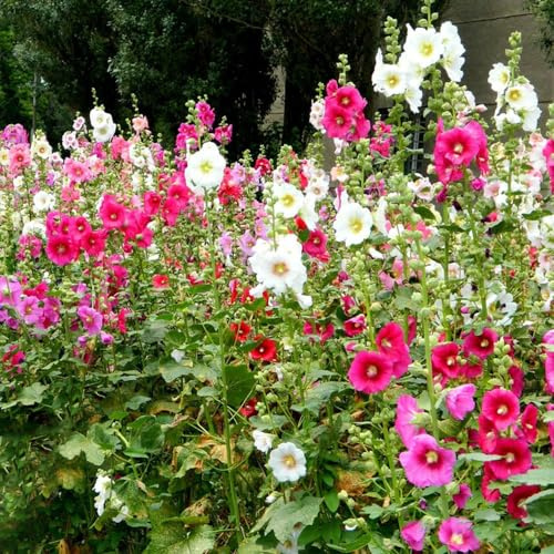 Semi di malvarosa - resistenti semi di selvatici resistenti per giardini rocciosi vecchie varietà raro esotico decorazioni da giardino per esterni 500pcs