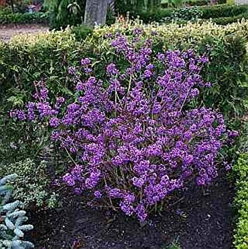Liebesperlenstrauch Profusion - Schönfrucht - Callicarpa bodinieri Profusion Größe 30-40 cm