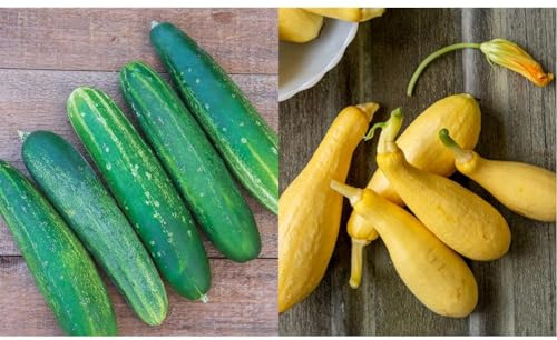 Burpee Straight Eight Slicing Cucumber 200 Seeds and Saffron Summer Squash 100 Seeds