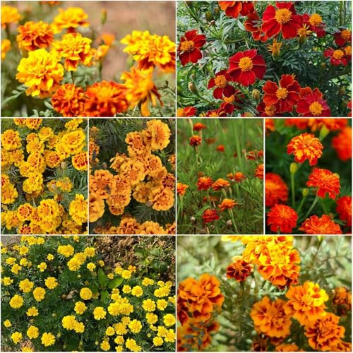 semillas de caléndula Tagetes patula interior sala de estar verano silvestres cortadas prado 500pcs