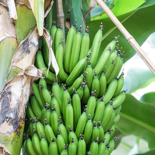 Bananensamen, Bananenbaum, zwergobstbäume winterhart pflanzensamen bananenpflanze garten geschenk seltene 50pcs