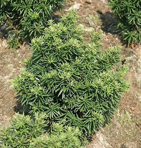 Zwerg Eibe Fips 25-30cm - Taxus baccata